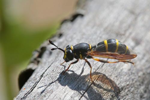 Ceriana conopsoides